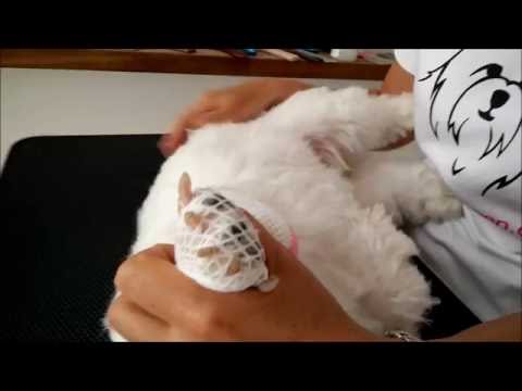Video: Sådan Trimmer Du En Hunds Klør