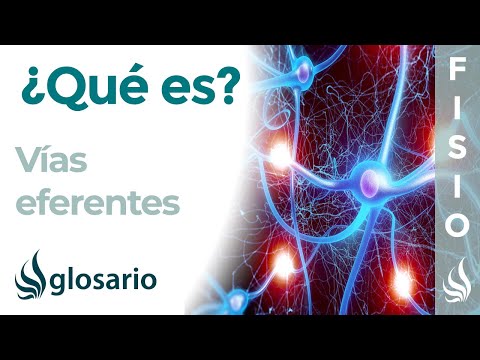 Video: ¿Qué estructura numerada transporta la señal eferente?