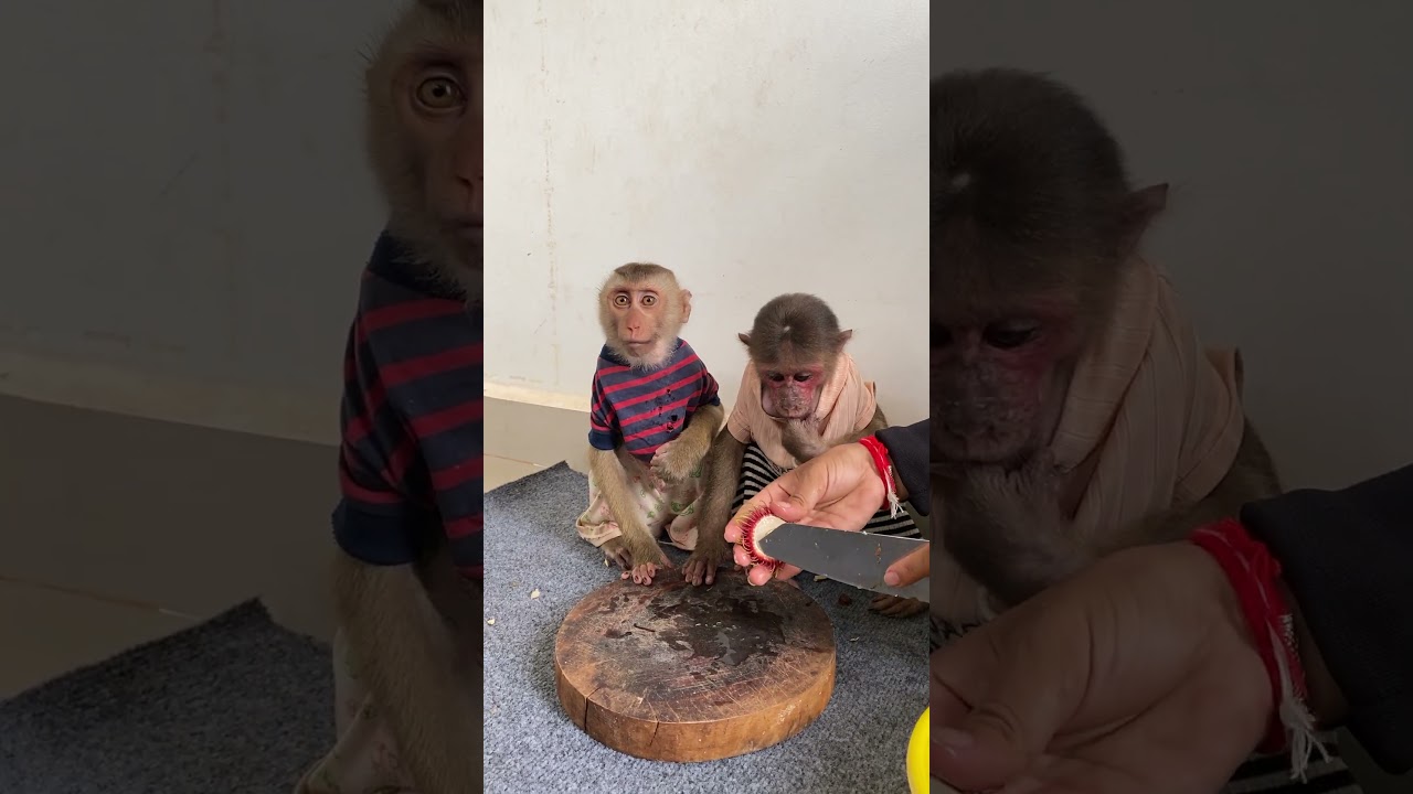 Monkey Tries to Help with Laundry 😅🙈 