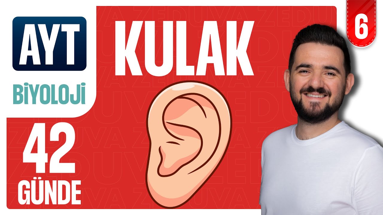 Kulak Soru Çözümü | 42 GÜNDE AYRINTILI AYT BİYOLOJİ KAMPI 2026-2027 | 6.GÜN