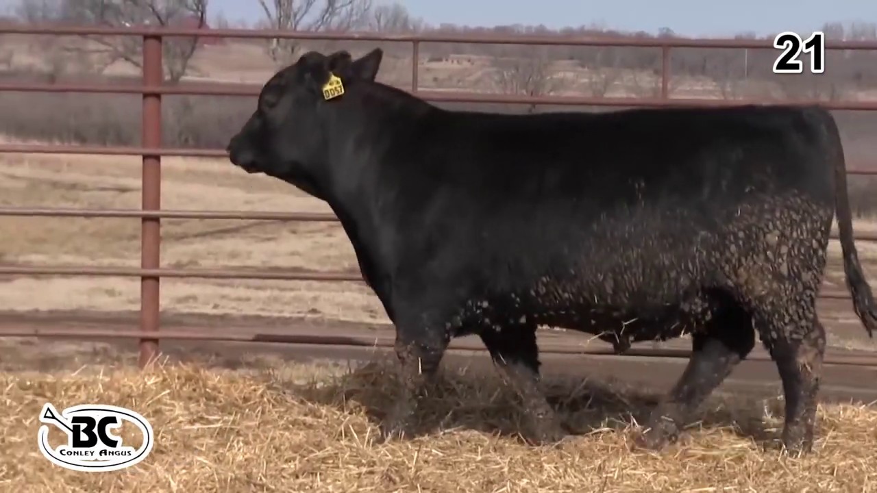 angus tasty Bill Conley Angus Lot 21