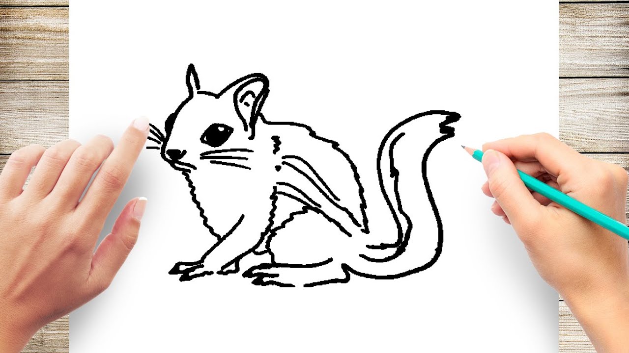 How to Draw Chipmunk Step by Step for Kids Easy - YouTube