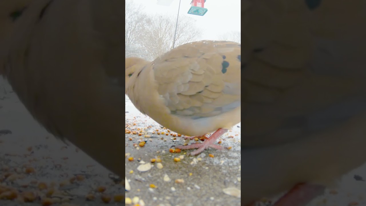 Bird Feeding in Action! 🦜🌸 