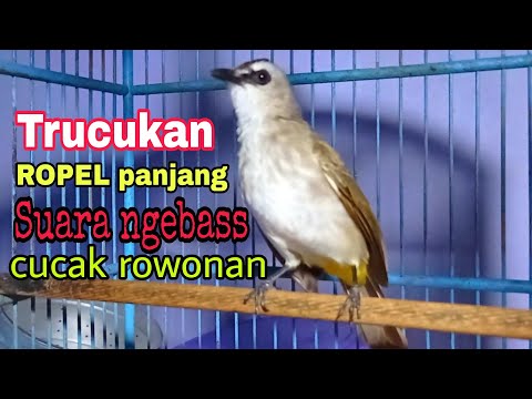 Suara Burung Cucak Rowo Hutan - Gacor #kicaumania #kicaumaniaindonesia