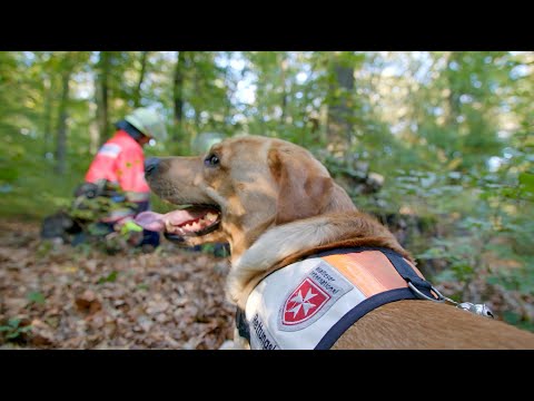 Video: Hunde, die Leben retten: Fakten über Such- und Rettungshunde