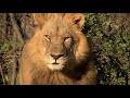 Afrique   la vie  la mort  extrait  la chasse du lion