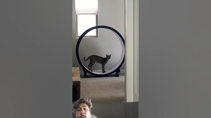 Video 10300581: f1 savannah cat