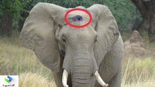 لن تصدق كيف يطلب هذا الفيل المصاب بطلقة نارية في جمجمته المساعدة مشهد تقشعر له النفوس.. ...!!!