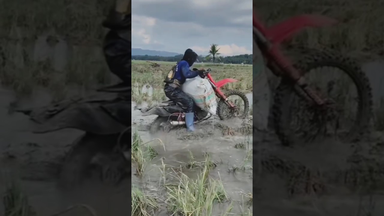 This is how we transport the rice harvest 