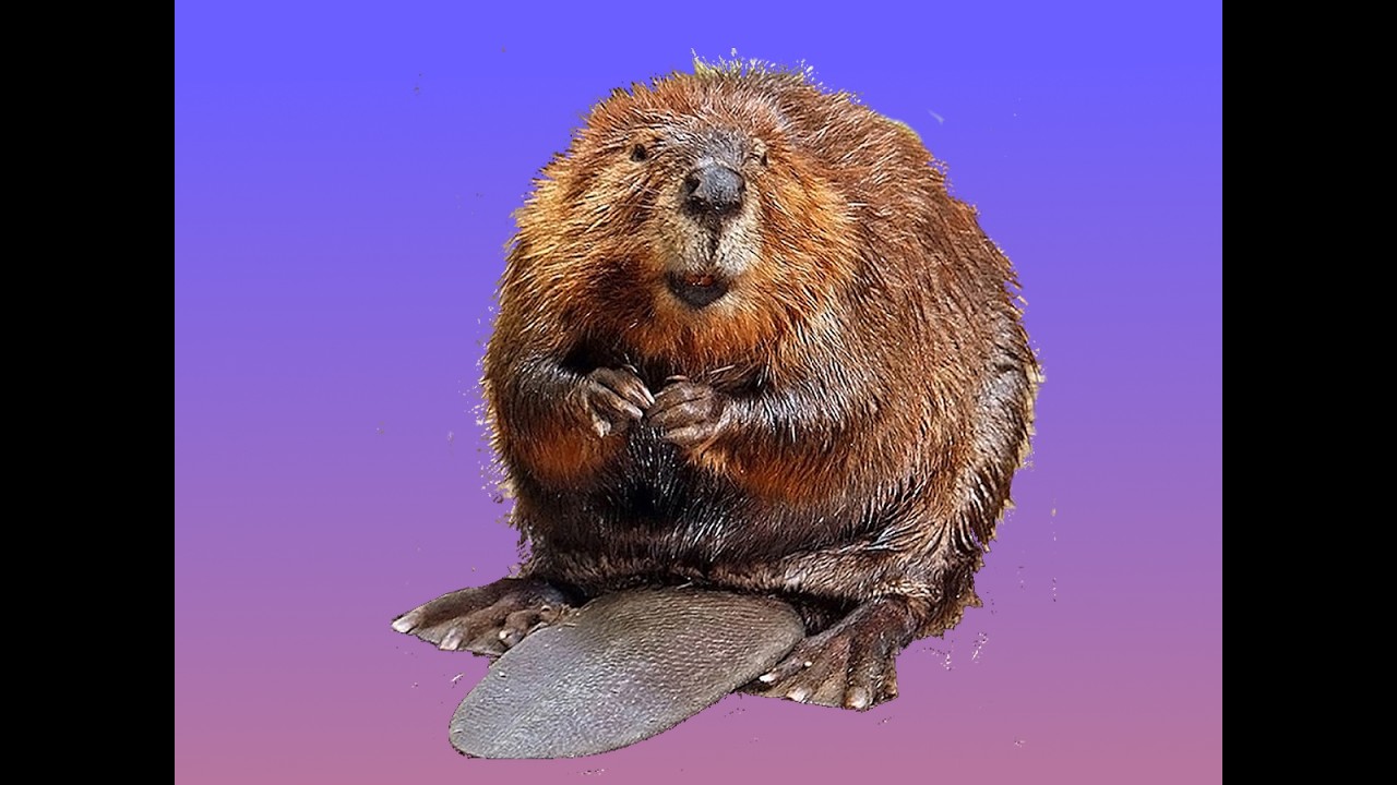 Bobir Gaming MONTAGE #2