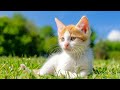 528Hz Music to Heal Your Stressed Cat - Cure Separation Anxiety, Sound That Cats Love - Bird Singing