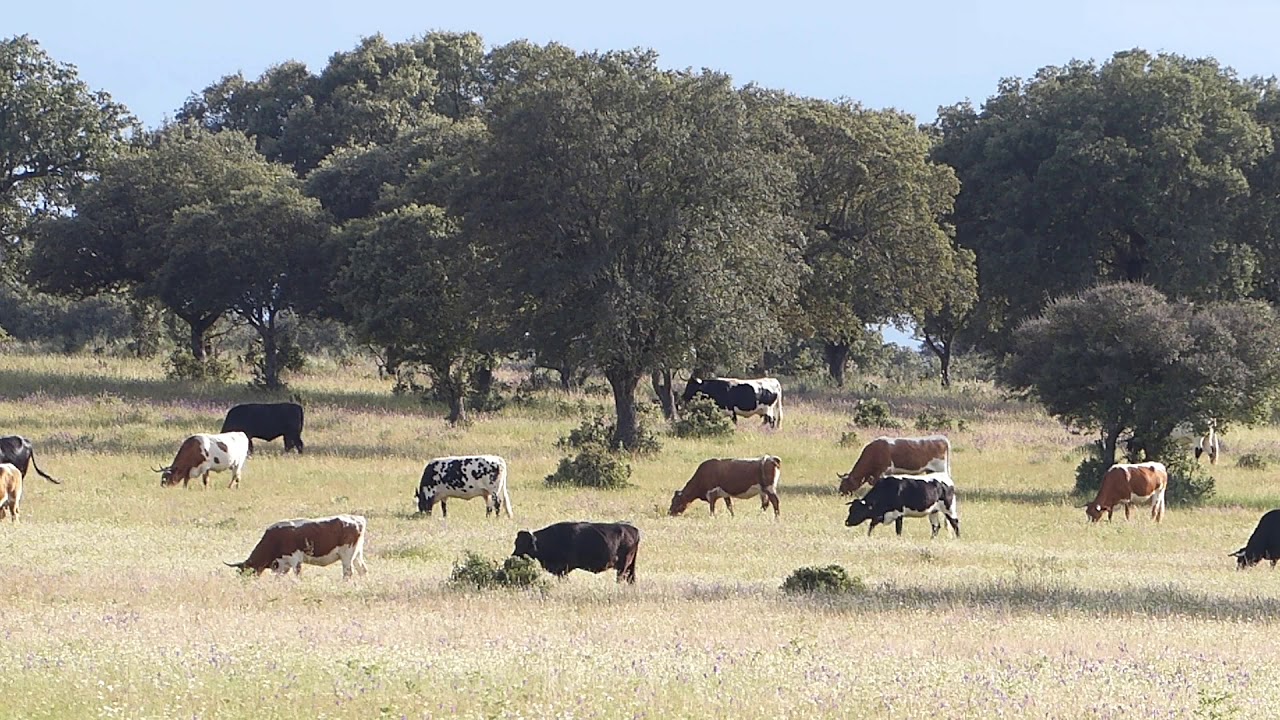( Ecosistema de la Dehesa ) Pastoreo del Ganado Bovino en Extensivo II