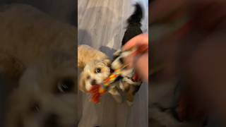 Cavapoo Puppies playing tug of war with Daddy ❤