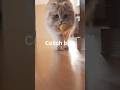 공 물어오는 고양이