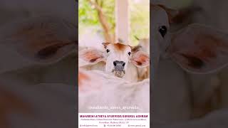 गाय में ही ईश्वर का वास – विशम्भरा गौशाला