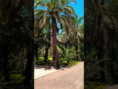 Well Of Uthman Ibn Affan Madina Islam Hadees Ramadan Quran Allah Rasoolallah Muslim