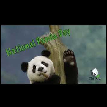 MP4 CD PANDA TRANS 2 1