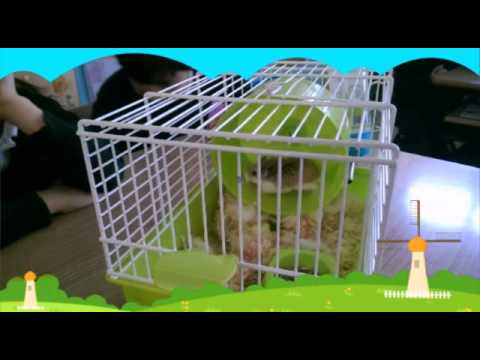 ¡Un hámster, un gran amigo! camera iphone 8 plus apk