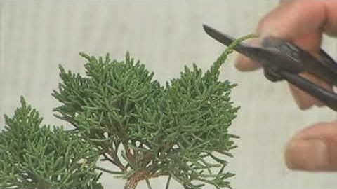 PRUNING THREE JUNIPERS