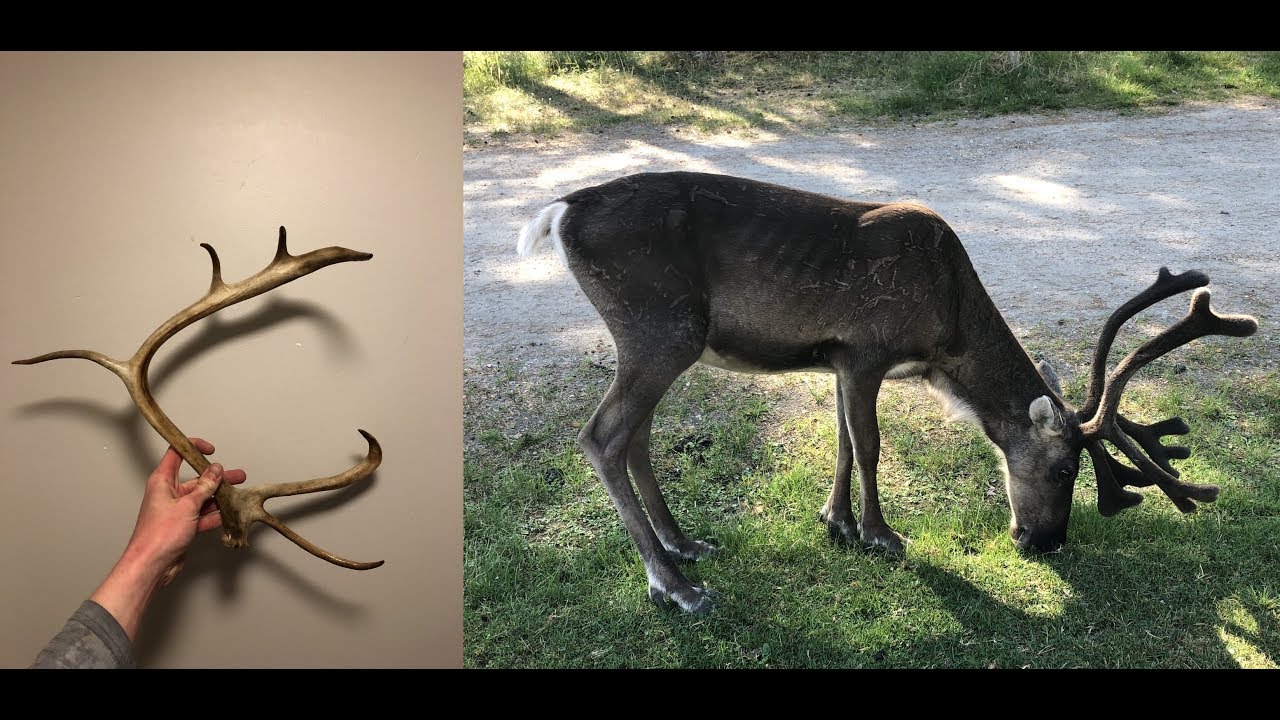 finding-reindeer-shed-antlers-oulanka-national-park-finland-oulangan