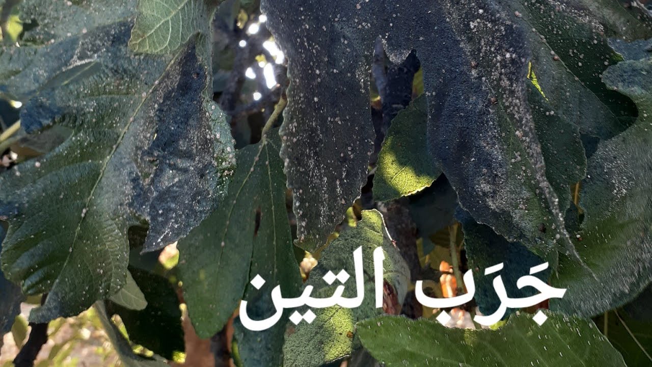 مرض حشرة التين الشمعية ، جرب التين - الوقاية و العلاج ، Fig Wax Scale ، #جرب_التين