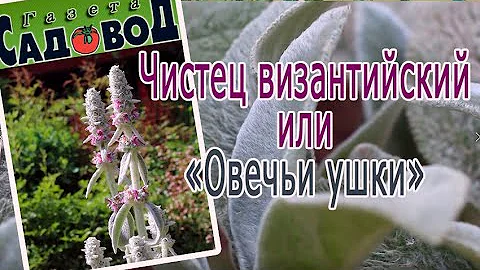 ЧИСТЕЦ ВИЗАНТИЙСКИЙ ИЛИ ОВЕЧЬИ УШКИ