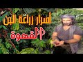 القهوة قصة من البذرة للفنجان مزارع البن بجازان