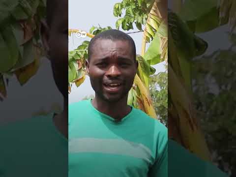वीडियो: बाओबाब खतरनाक क्यों हैं?