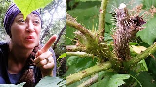 DEVIL'S CLUB - Identifying Dangerous Plants Hiking (Vs. Cow Parsnip)