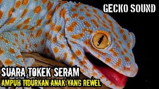 Suara Tokek, Suara Tokek Pengantar Tidur, Gecko Sound, เสียงตุ๊กแกน่ากลัว, SUARA TOKEK ASLI