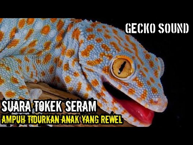 Suara Tokek, Suara Tokek Pengantar Tidur, Gecko Sound, เสียงตุ๊กแกน่ากลัว, SUARA TOKEK ASLI class=