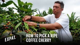 How to Pick a Ripe Coffee Cherry - Expat. Roasters