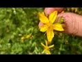 ST JOHN&#39;S WORT // Hypericum Perforatum // Summer Solstice Harvest