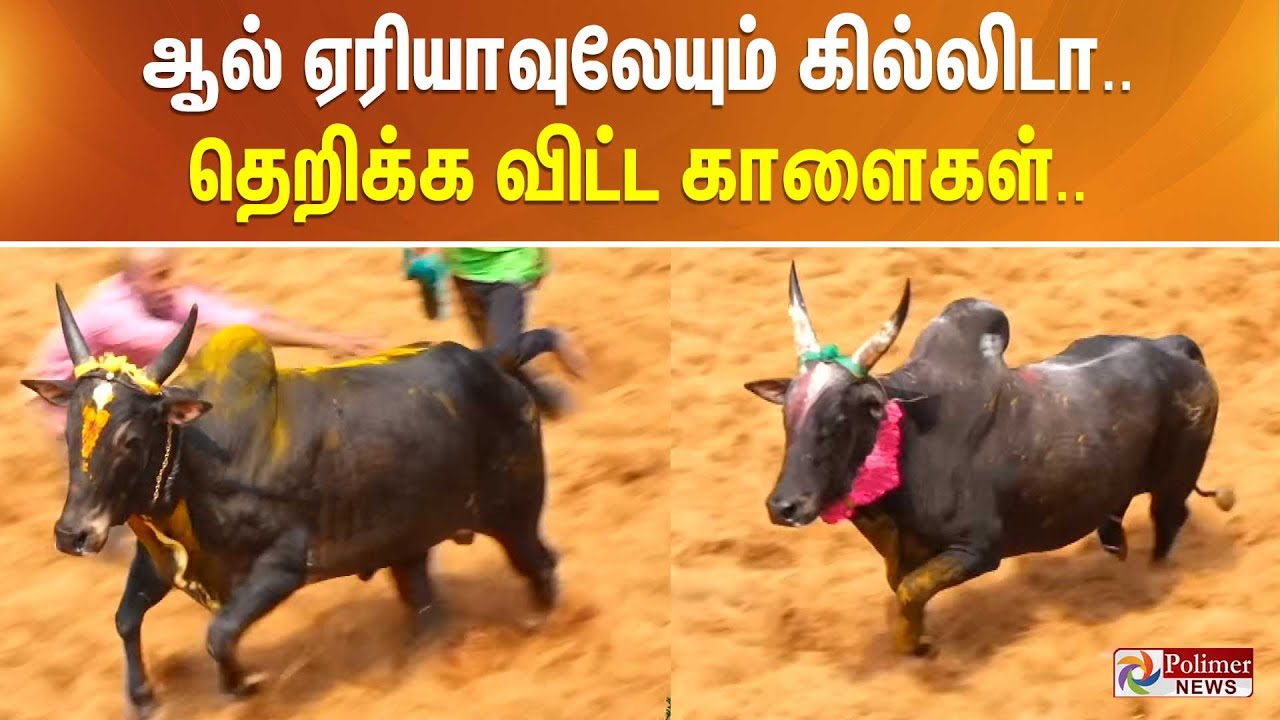 ஆல் ஏரியாவுலேயும் கில்லிடா.. தெறிக்க விட்ட காளைகள்.. Madurai Palamedu Jallikattu