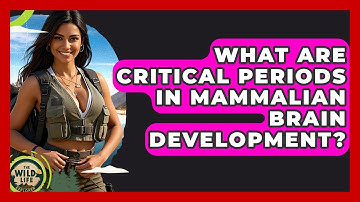 What Are Critical Periods In Mammalian Brain Development? - The Wild Life Explorer