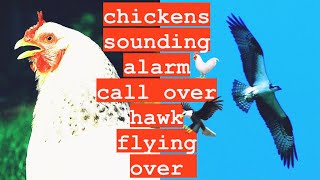 Chicken Alarm Call Over Hawk