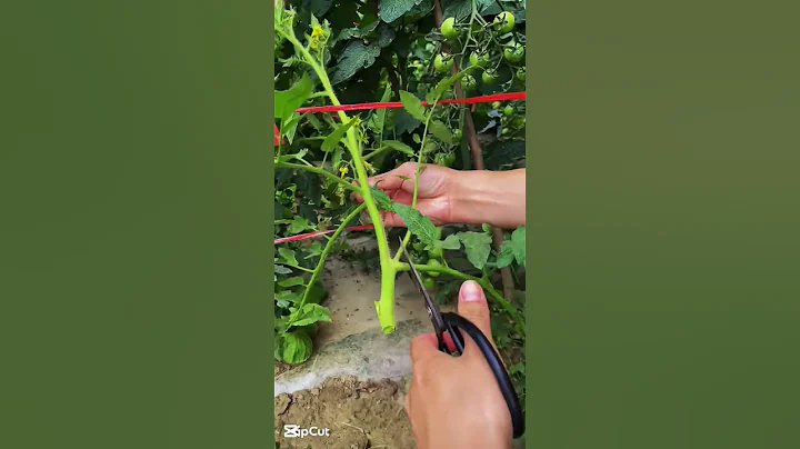 Grow More Tomatoes from Scraps! Easy & Effective #plants #gardening #gardeningtips thumbnail