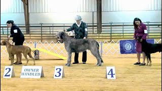 11122023 Caddo Kennel Club, Marshall TX   OwnerHandler Hounds