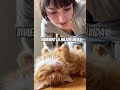 Viviendo la mejor vida 😻 #cats #gatos #catlovers #gatosnaranjas #pets