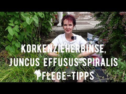 Video: Wo kann ich Juncus effusus kaufen?