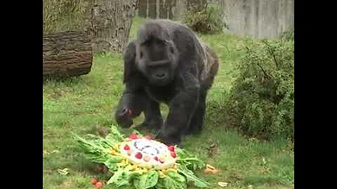 oldest living gorilla enjoys a birthday cake as he turns 61 years old