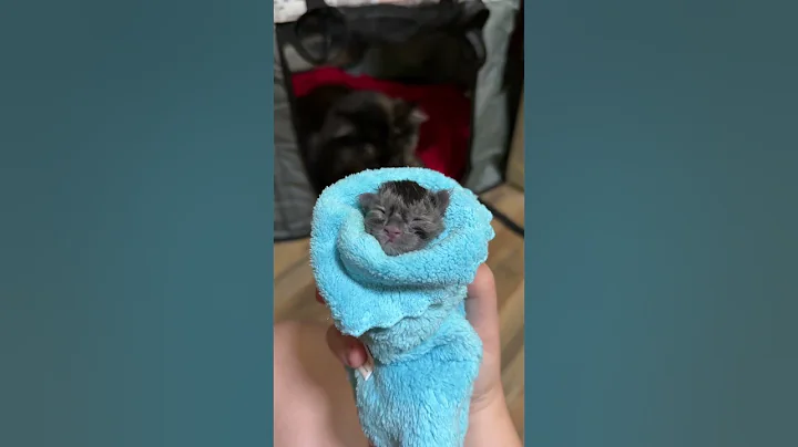 Video 10092071: mainecoons mainecooncat mainecoonkitten, mainecoonkitten kitten mainecooncats, mainecooncat mainecoonkitten cats, cat mainecooncat cute kitten