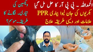 PPR In Goats & sheeps | Beemar bakri ka ilaj |  بکری کو پی پی آر ہوجائے تو کیا کریں | PPR vaccine