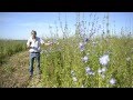 Grey partridge conservation