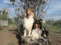 Brandy and Gwen Taking A Play Break