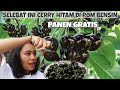 PANEN CERRY HITAM DI POM BENSIN BUAHNYA BERLIMPAH