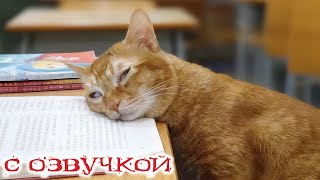 Приколы с котами! С ОЗВУЧКОЙ! Самые смешные животные! УГАР ДО СЛЁЗ!