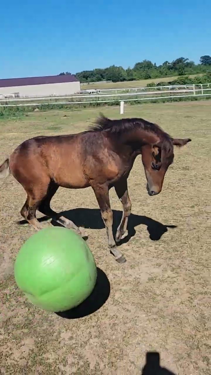Horsing Around with a Ball || ViralHog