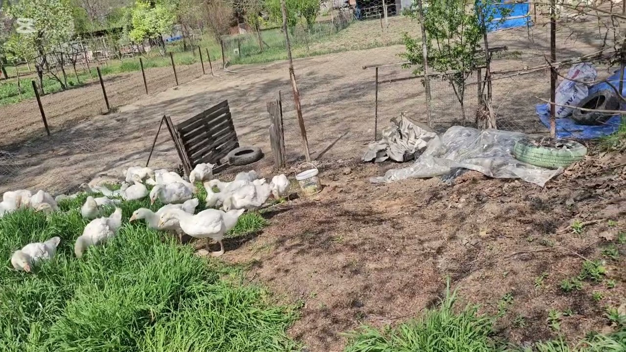 KAZ ÇİFTLİĞİMİZDE YENI KAZ CİVCİVLERİMİZ ##kaz #animals #duck #horoz #kuzu #Köy #köpek #