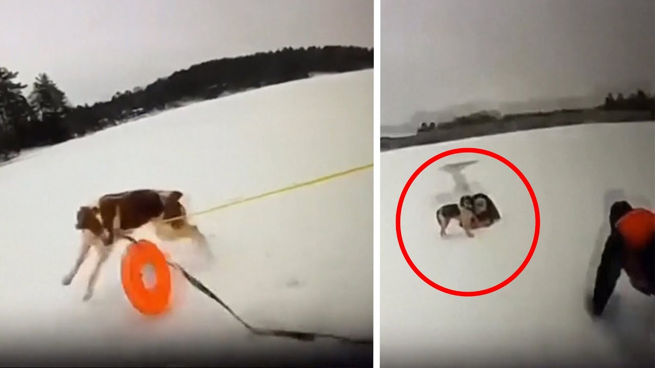 Speedy dog helps rescue owner who fell through icy lake - YouTube